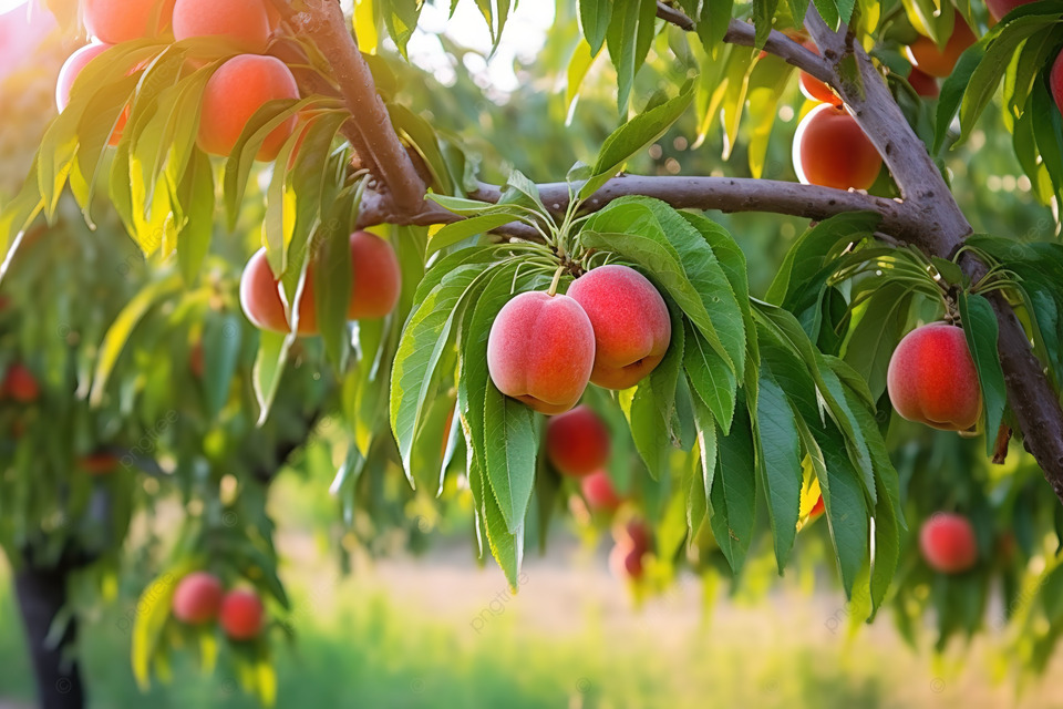 Product: Nectarine Tree